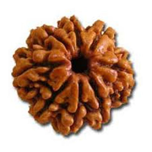 Ashta Mukhi Rudraksha